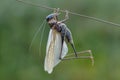 grasshopper moult